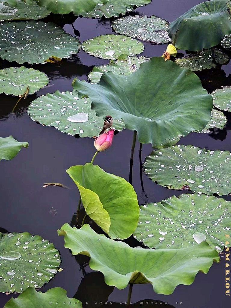 PEKIN - PARC BEIHAI (56).jpg